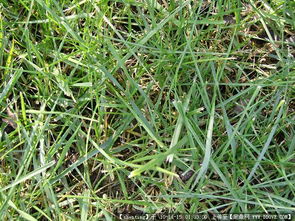 園林綠化工程從設計到施工 圖紙、植物與節點的完整指南